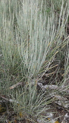 Ephedra equisetina