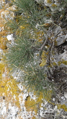 Ephedra equisetina