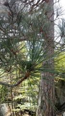 Pinus nigra laricio