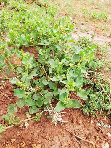Image of Rumex hypogaeus by (c) Christiaan Viljoen, some rights reserved (CC BY)