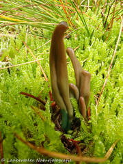 Microglossum truncatum