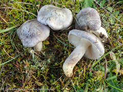 Entoloma bloxamii
