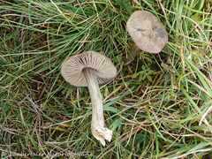Entoloma jubatum