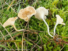 Cantharellopsis prescotii