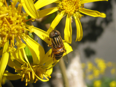 Eristalinus arvorum