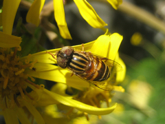 Eristalinus arvorum