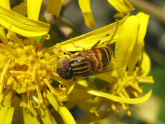 Eristalinus arvorum
