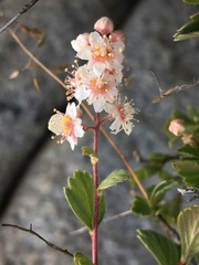 Holodiscus discolor glabrescens