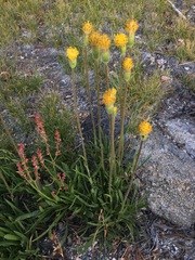 Raillardella scaposa