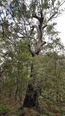 Eucalyptus pilularis