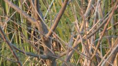 Cistothorus palustris