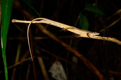 Takydromus kuehnei