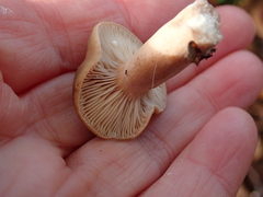 Lactarius subdulcis