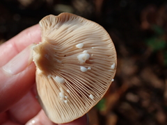 Lactarius subdulcis
