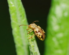 Chalcolampra pustulata