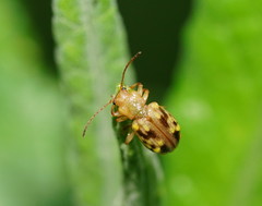 Chalcolampra pustulata