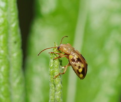 Chalcolampra pustulata