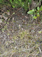 Caladenia bartlettii