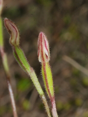 Caladenia bartlettii
