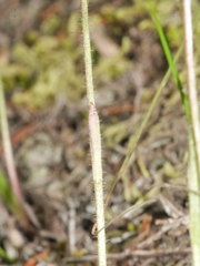 Caladenia bartlettii