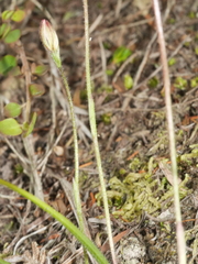 Caladenia bartlettii