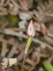 Caladenia bartlettii