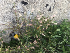 Holodiscus discolor glabrescens