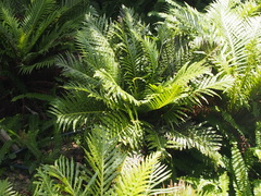 Blechnum gibbum