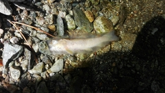 Salmo trutta fario