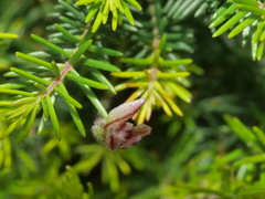 Caladenia bartlettii