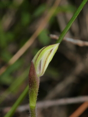 Caladenia bartlettii