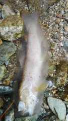 Salmo trutta fario