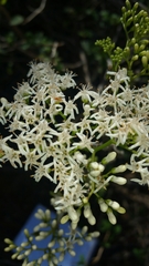 Ehretia meyersii image