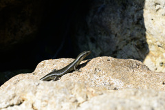 Emoia atrocostata