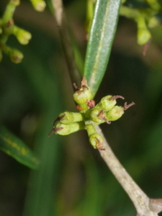 Nestegis montana
