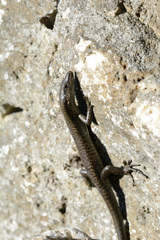 Emoia atrocostata