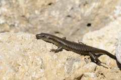 Emoia atrocostata