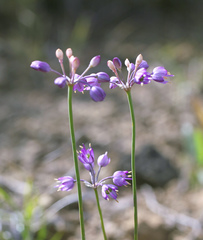 Allium thunbergii