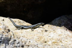 Emoia atrocostata
