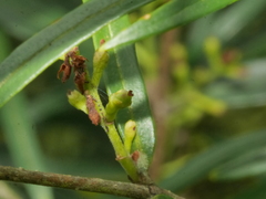 Nestegis montana