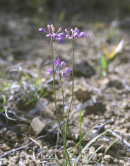 Allium thunbergii