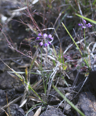 Allium thunbergii
