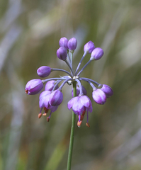 Allium thunbergii