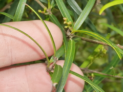 Nestegis montana