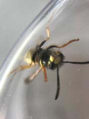 Vespula germanica