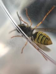 Vespula germanica