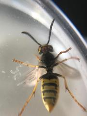 Vespula germanica
