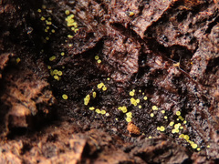 Calycina claroflava