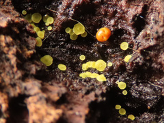 Calycina claroflava