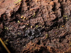 Calycina claroflava
